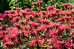 Gardenview Scarlet Beebalm (Monarda 'Gardenview Scarlet') at Echter's Nursery & Garden Center