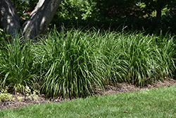 Korean Reed Grass (Calamagrostis brachytricha) at Echter's Nursery & Garden Center