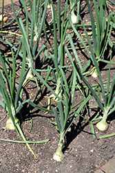 Walla Walla Onion (Allium cepa 'Walla Walla') at Echter's Nursery & Garden Center