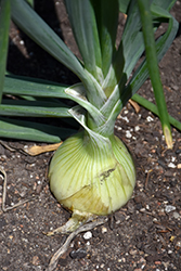 Walla Walla Onion (Allium cepa 'Walla Walla') at Echter's Nursery & Garden Center