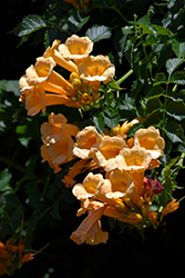 Yellow Trumpetvine (Campsis radicans 'Flava') at Echter's Nursery & Garden Center