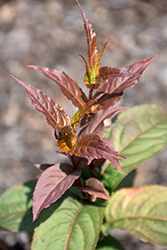 Kodiak Red Diervilla (Diervilla 'G2X885411') at Echter's Nursery & Garden Center