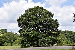 Swamp White Oak (Quercus bicolor) at Echter's Nursery & Garden Center