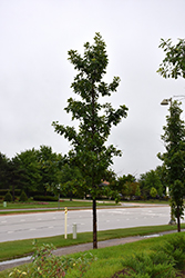 Urban Pinnacle Bur Oak (Quercus macrocarpa 'JFS-KW3') at Echter's Nursery & Garden Center