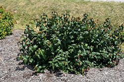 Kodiak Black Diervilla (Diervilla rivularis 'SMNDRSF') at Echter's Nursery & Garden Center