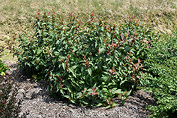 Kodiak Red Diervilla (Diervilla 'G2X885411') at Echter's Nursery & Garden Center