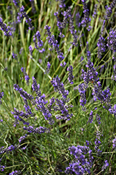 Phenomenal Lavender (Lavandula x intermedia 'Phenomenal') at Echter's Nursery & Garden Center