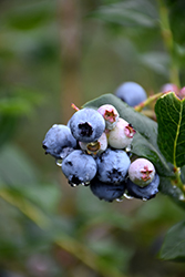 Chippewa Blueberry (Vaccinium 'Chippewa') at Echter's Nursery & Garden Center