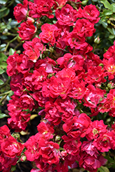Red Drift Rose (Rosa 'Meigalpio') at Echter's Nursery & Garden Center