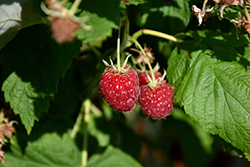 Canby Raspberry (Rubus 'Canby') at Echter's Nursery & Garden Center