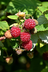Boyne Raspberry (Rubus 'Boyne') at Echter's Nursery & Garden Center