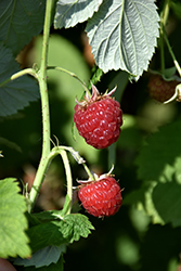 Meeker Raspberry (Rubus 'Meeker') at Echter's Nursery & Garden Center