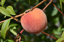 Redhaven Peach (Prunus persica 'Redhaven') at Echter's Nursery & Garden Center