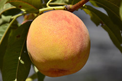 Reliance Peach (Prunus persica 'Reliance') at Echter's Nursery & Garden Center