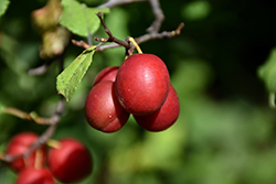 Toka Plum (Prunus 'Toka') at Echter's Nursery & Garden Center