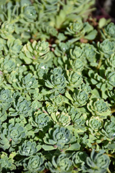 Gray Stonecrop (Sedum pachyclados) at Echter's Nursery & Garden Center
