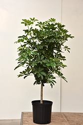 Schefflera Tree (tree form) (Schefflera arboricola '(tree form)') at Echter's Nursery & Garden Center