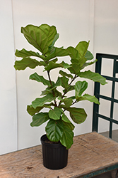 Fiddle Leaf Fig (Ficus lyrata) at Echter's Nursery & Garden Center