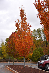Armstrong Gold Red Maple (Acer rubrum 'JFS-KW78') at Echter's Nursery & Garden Center