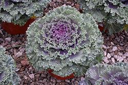 Kamome Red Kale (Brassica oleracea var. acephala 'Kamome Red') at Echter's Nursery & Garden Center