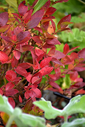 Jelly Bean Blueberry (Vaccinium 'ZF06-179') at Echter's Nursery & Garden Center