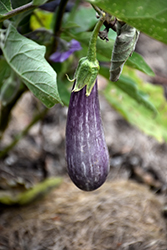 Fairy Tale Eggplant (Solanum melongena 'Fairy Tale') at Echter's Nursery & Garden Center