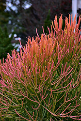 Sticks On Fire Red Pencil Tree (Euphorbia tirucalli 'Sticks On Fire') at Echter's Nursery & Garden Center