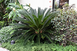 Japanese Sago Palm (Cycas revoluta) at Echter's Nursery & Garden Center