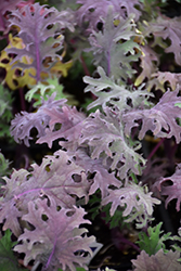 Red Russian Kale (Brassica napus var. pabularia 'Red Russian') at Echter's Nursery & Garden Center