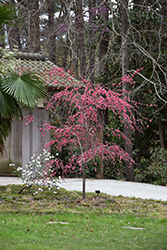 Crimson Cascade Weeping Peach (Prunus persica 'Crimson Cascade') at Echter's Nursery & Garden Center