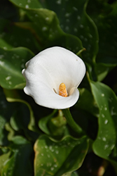 Calla Lily (Zantedeschia aethiopica) at Echter's Nursery & Garden Center