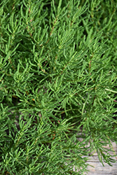 Green Lavender Cotton (Santolina rosmarinifolia) at Echter's Nursery & Garden Center