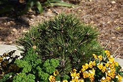 Banderica Bosnian Pine (Pinus heldreichii 'Banderica') at Echter's Nursery & Garden Center