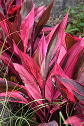 Red Sister Hawaiian Ti Plant (Cordyline fruticosa 'Red Sister') at Echter's Nursery & Garden Center