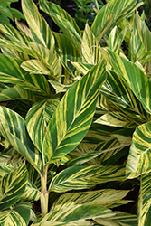 Variegated Shell Ginger (Alpinia zerumbet 'Variegata') at Echter's Nursery & Garden Center