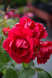 Blaze Rose (Rosa 'Blaze') at Echter's Nursery & Garden Center