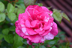 Parade Day Rose (Rosa 'WEKmeroro') at Echter's Nursery & Garden Center