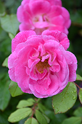 Easy To Please Rose (Rosa 'WEKfawibyblu') at Echter's Nursery & Garden Center