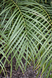Pygmy Date Palm (Phoenix roebelenii) at Echter's Nursery & Garden Center