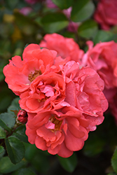 Coral Drift Rose (Rosa 'Meidrifora') at Echter's Nursery & Garden Center