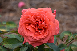 Fragrant Cloud Rose (Rosa 'Fragrant Cloud') at Echter's Nursery & Garden Center