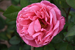 Dee-Lish Rose (Rosa 'Meiclusif') at Echter's Nursery & Garden Center