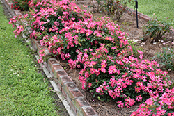 Pink Drift Rose (Rosa 'Meijocos') at Echter's Nursery & Garden Center