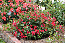 Red Drift Rose (Rosa 'Meigalpio') at Echter's Nursery & Garden Center