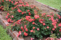 Coral Drift Rose (Rosa 'Meidrifora') at Echter's Nursery & Garden Center
