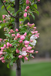 Marilee Flowering Crab (Malus 'Jarmin') at Echter's Nursery & Garden Center