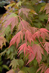 North Wind Japanese Maple (Acer 'IsINW') at Echter's Nursery & Garden Center