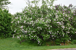 Saugeana Lilac (Syringa x chinensis 'Saugeana') at Echter's Nursery & Garden Center