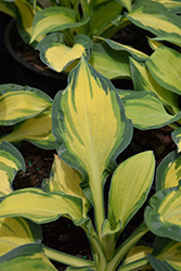 Happy Dayz Hosta (Hosta 'Happy Dayz') at Echter's Nursery & Garden Center