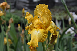 Eggnog Iris (Iris 'Eggnog') at Echter's Nursery & Garden Center